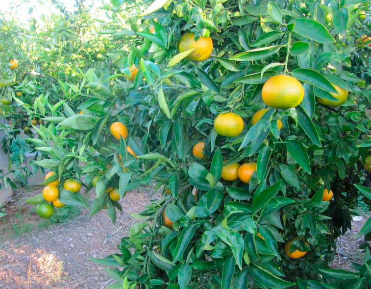Mandarine : saison, bienfaits, variétés